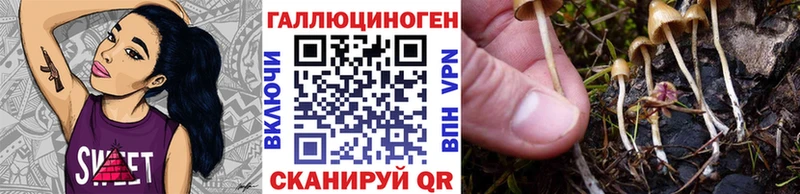 Купить где  Бузулук  Псилоцибиновые грибы Psilocybine cubensis 